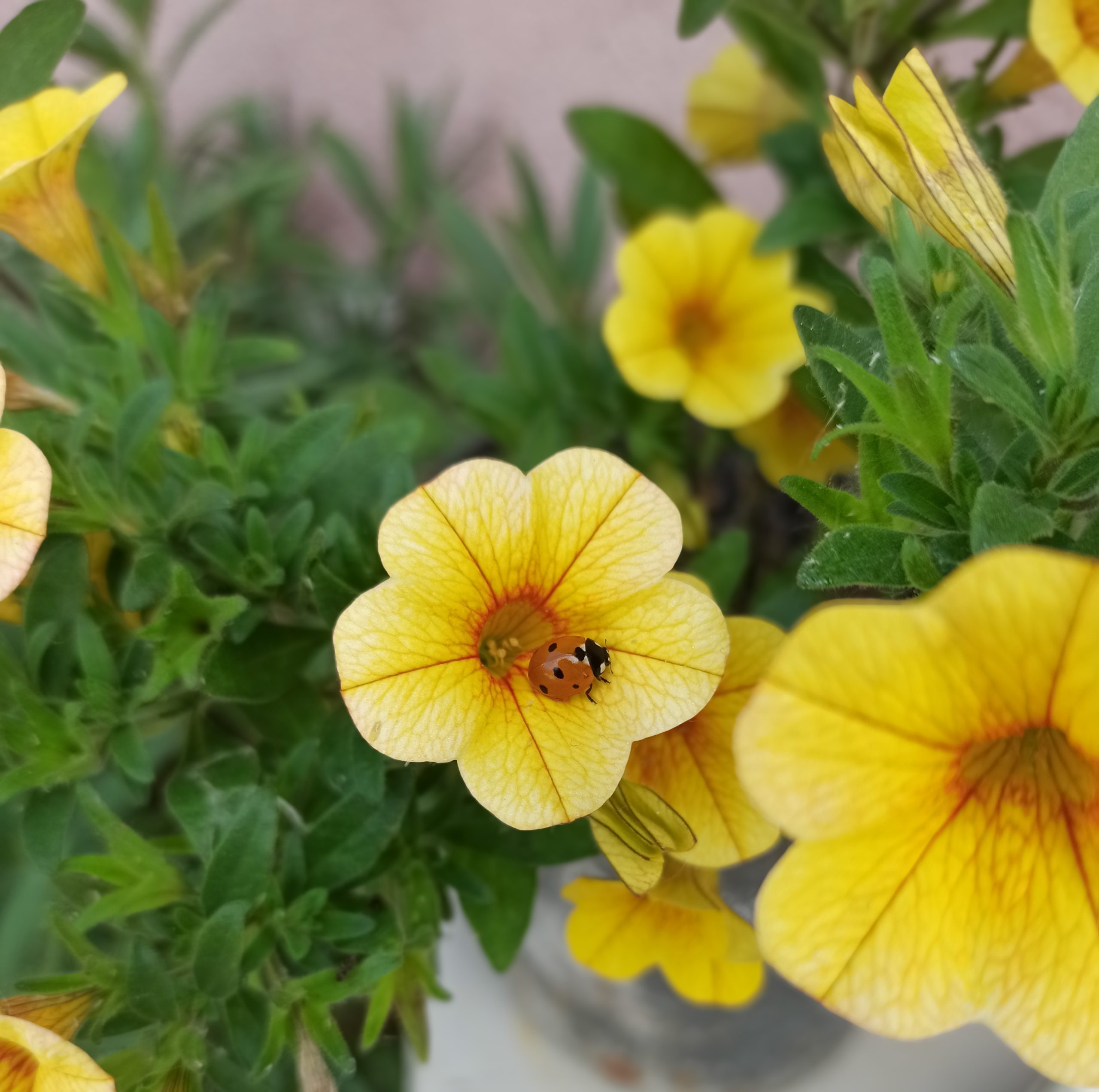 sárga virág schindler ildi
