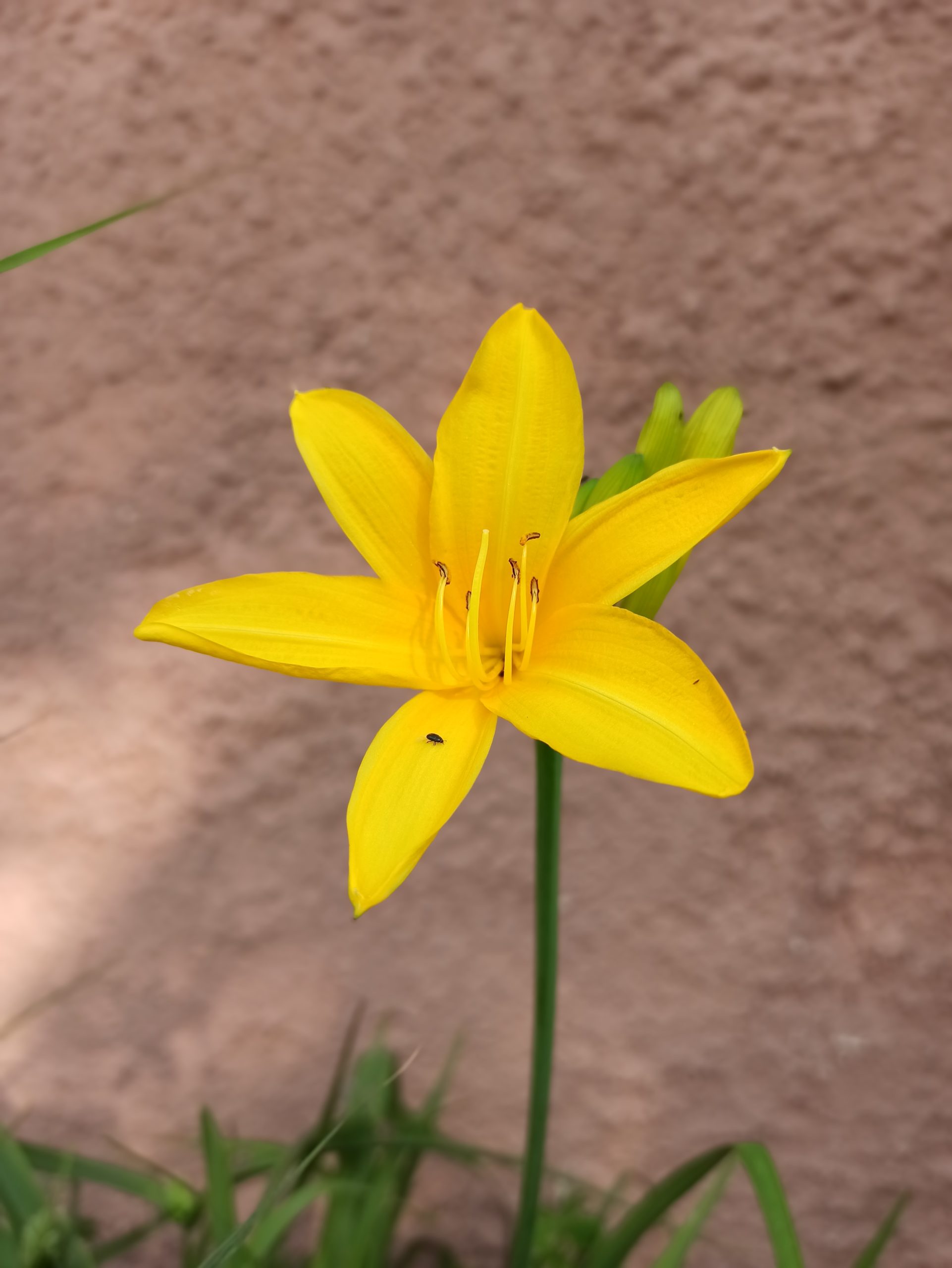 sárga virág a kertben schindler ildi